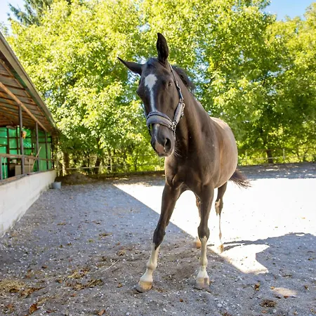 Апартаменты Ranc Katja In Abdul *